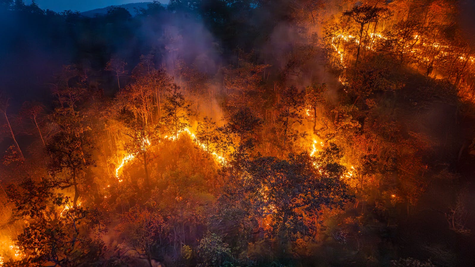 a forest fire destroying acres of trees