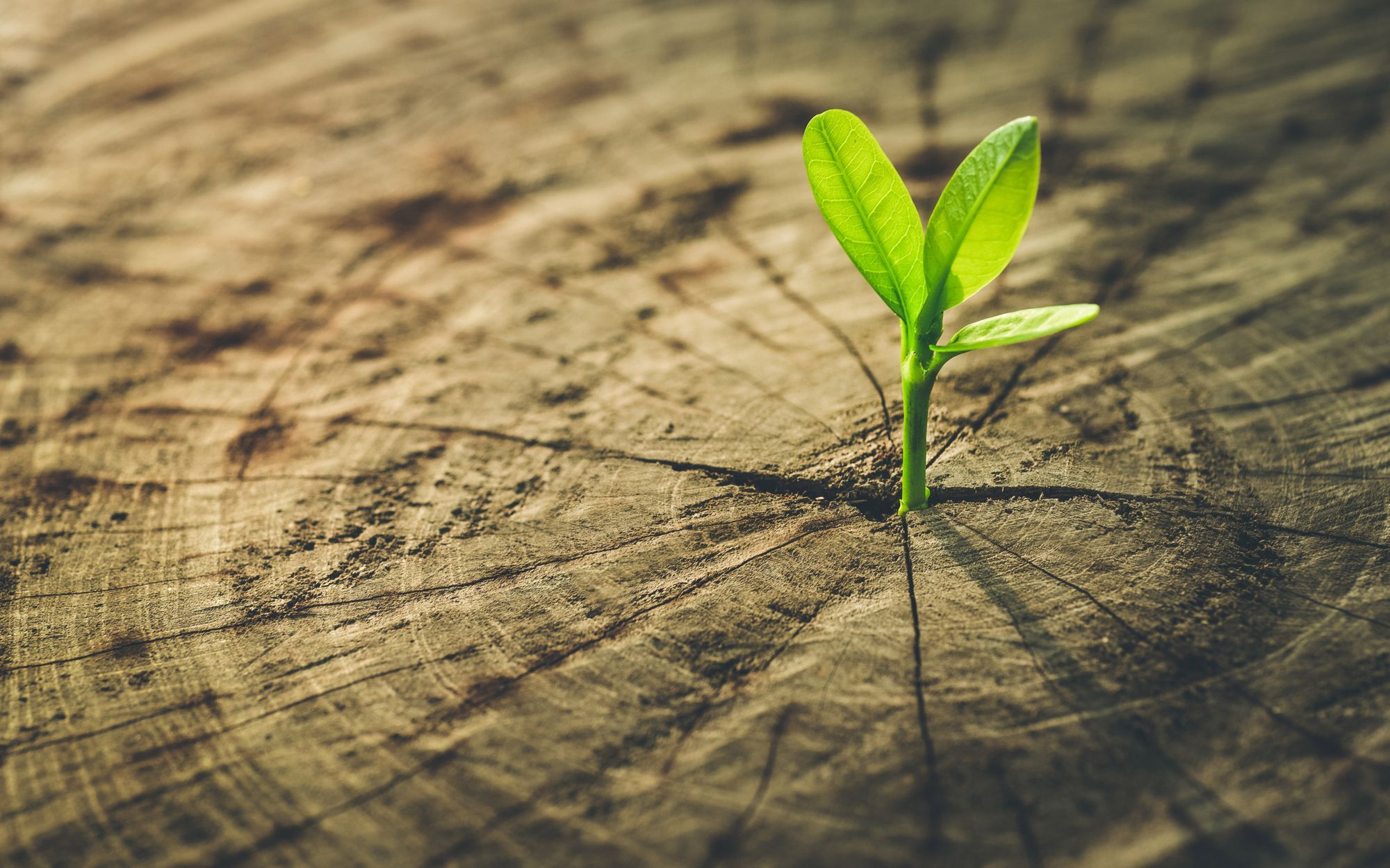 dca8fcd8903b0af43654c6b7cd593e6e350e0b2d-2000×1250